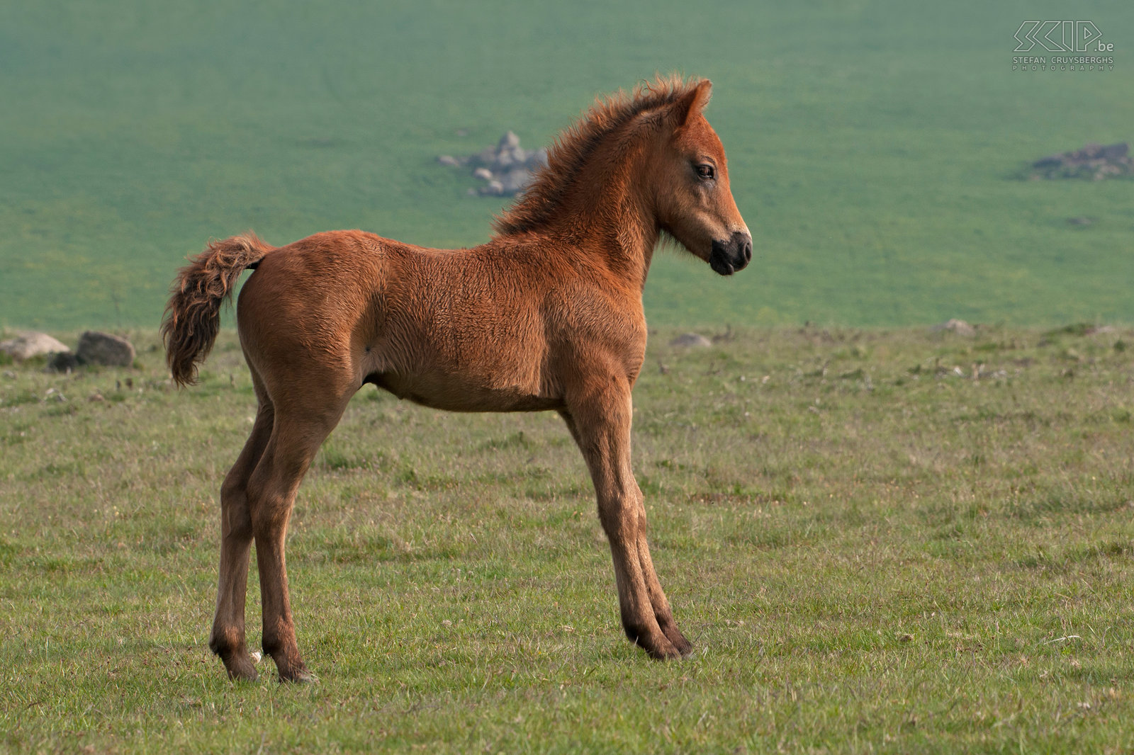 Dartmoor - Pony Youn half-wild pony. Stefan Cruysberghs